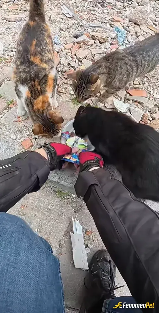 Sokak hayvanı besleme: Afiyetle