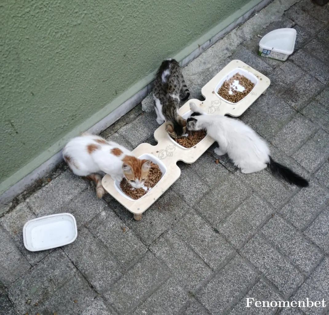 Minnak1234 tarafından paylaşılan fotoğraf