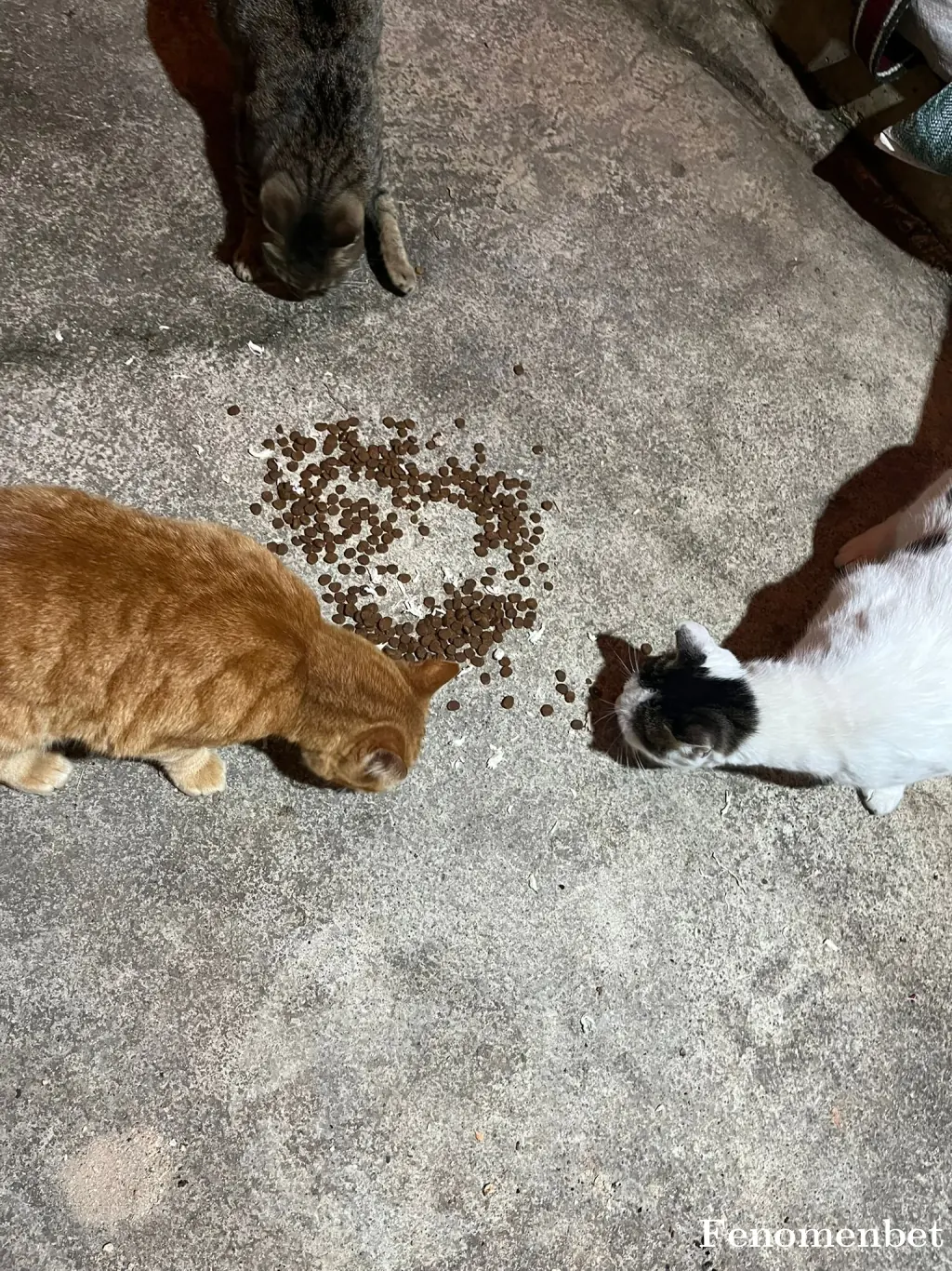 Jetaime41 tarafından paylaşılan fotoğraf