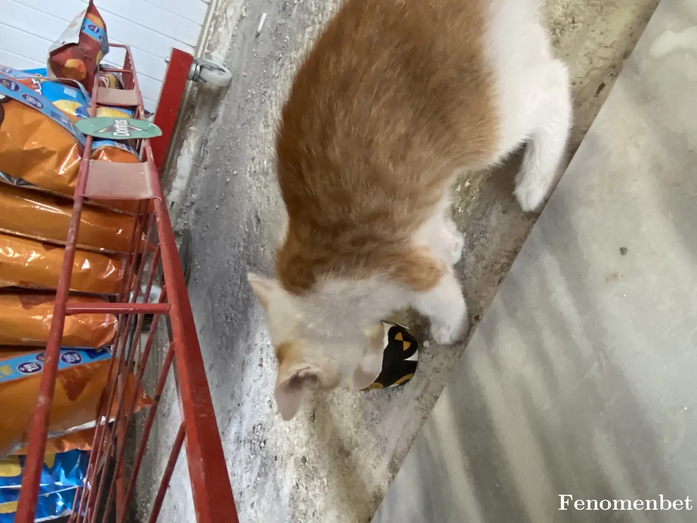 Alitalan01 tarafından paylaşılan fotoğraf