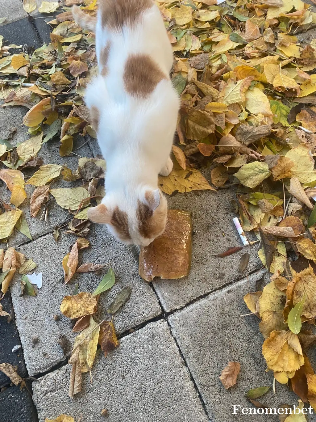 Joakaj01 tarafından paylaşılan fotoğraf