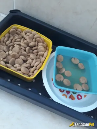 Sokak hayvanı besleme: Bina girişinde. Islayınca kediler kuşlarda yiyor  evdede kopek var onuda sokaktan almıştım 2 ay felan oluyo