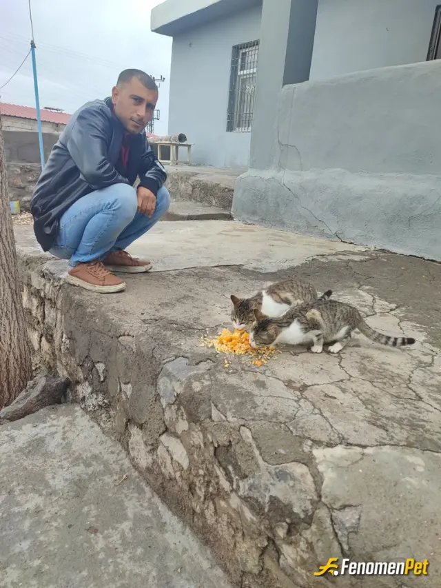 Sokak hayvanı besleme: #Fenomenpet hayvanları doyuralım bu etkinlik için de teşekkür ederiz örnek etkinlikdir