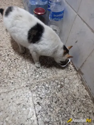 Sokak hayvanı besleme: Kediler candır