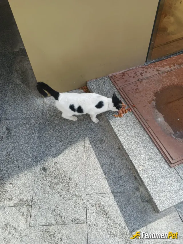 Sokak hayvanı besleme: Vicdani bir sorumluluğu yerine getirmenin hazzı paha biçilemez.👍