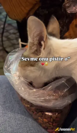 Sokak hayvanı besleme: 30 lira ile çok fazla mutluluk
#Fenomenpet Fenomenbet Pati Dostu
#Fenomenbet - Fenomenbet Patiler de kaza