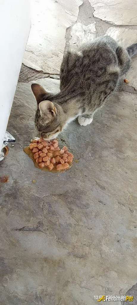 Sokak hayvanı besleme: #Fenomenpet
Kedi ve köpekler için çantamda illa mama vardır. Candır onlar, cannnn ❤