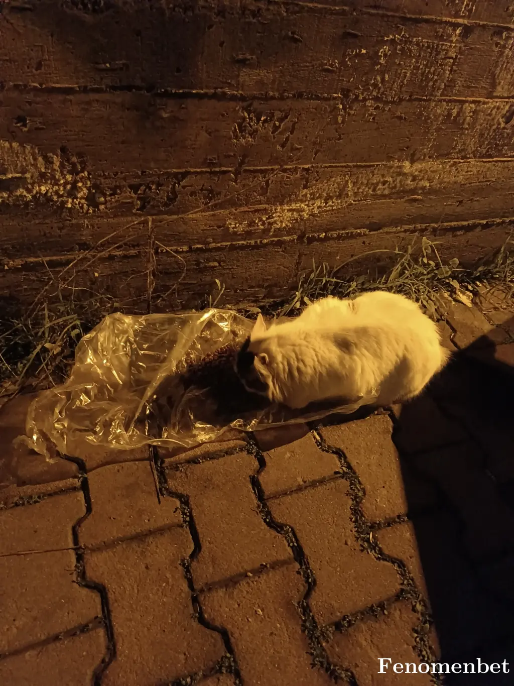 Cnkshn tarafından paylaşılan fotoğraf