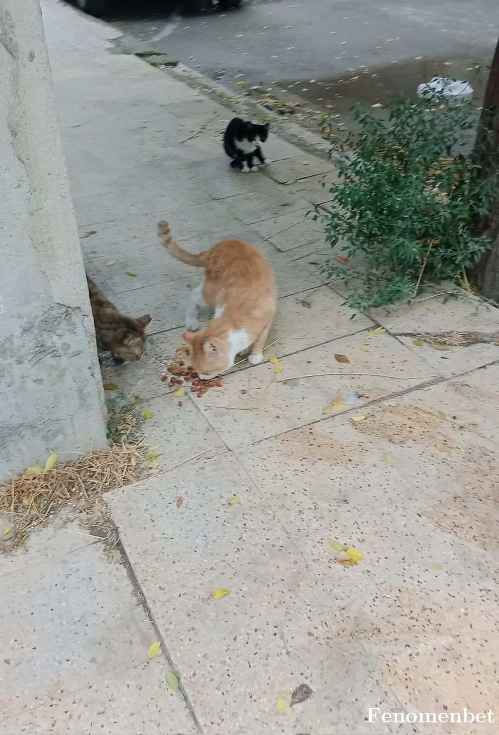 Pluea tarafından paylaşılan fotoğraf