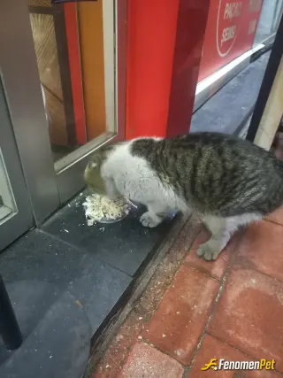 Sokak hayvanı besleme: Severek beslerim
