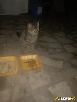 Sokak hayvanı besleme: Bu küçük dostumuza mama alıp verdim ama bunun gibi görünüp görünmeyen birçok hayvanın da soğuk kış aylarında m