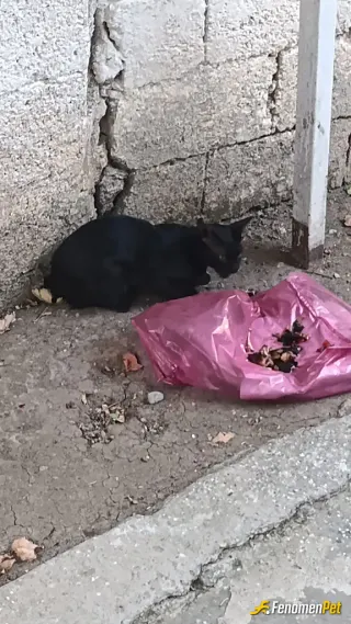 Sokak hayvanı besleme: Ortalama sokağın bütün kedileri bizim bahçede et mama kemik her gün yemek veriyorum çevreden dolayı köpek besl