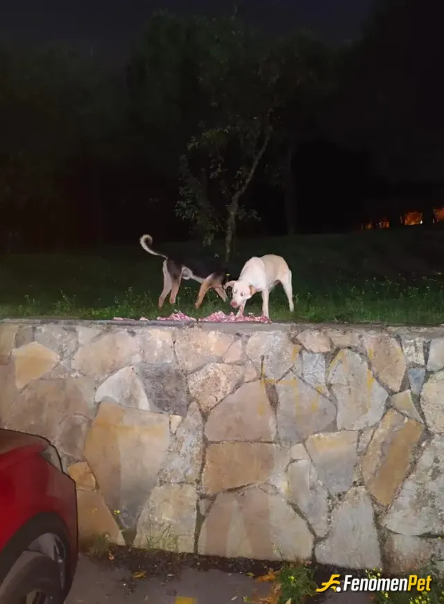 Sokak hayvanı besleme: Yanına yaklaşamadim fazla