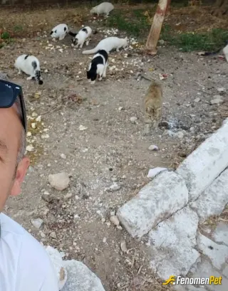 Sokak hayvanı besleme: Her gün ama her gün elimden geldiğince 
Kendi kopeklerim de var tabiki de 2 tane