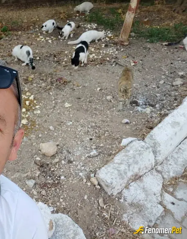 Sokak hayvanı besleme: Her gün ama her gün elimden geldiğince 
Kendi kopeklerim de var tabiki de 2 tane