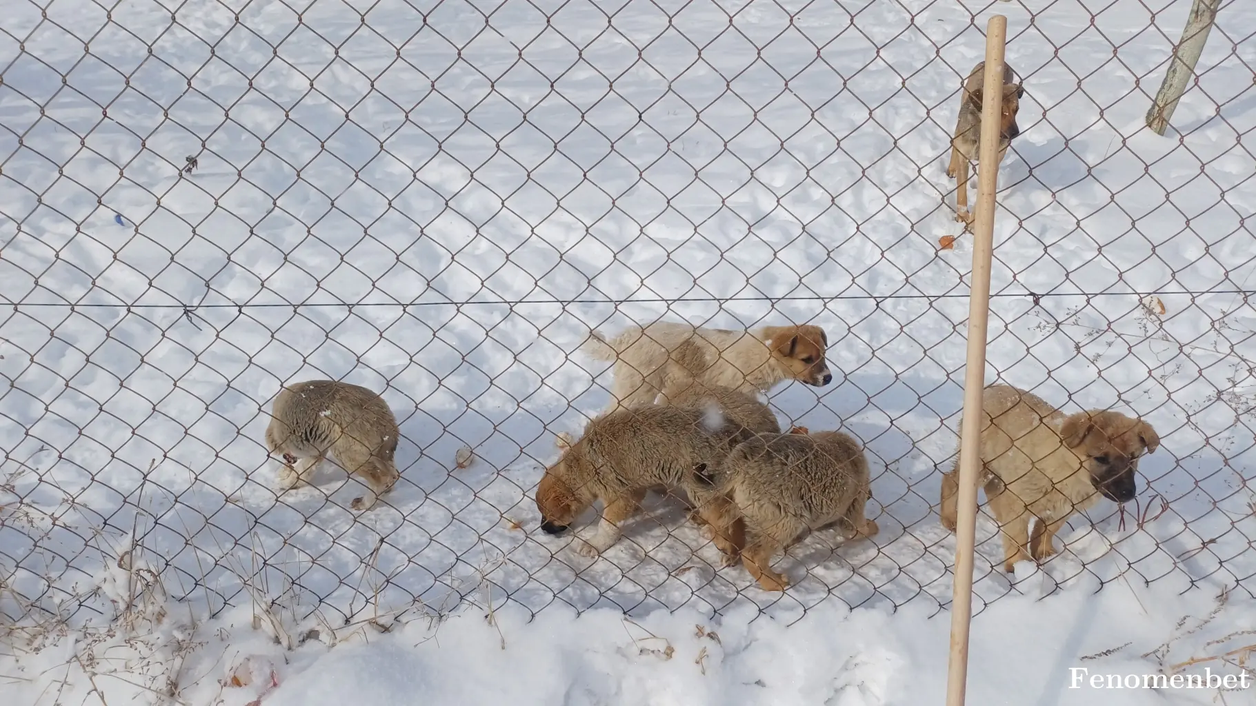Ulaskarakus tarafından paylaşılan fotoğraf