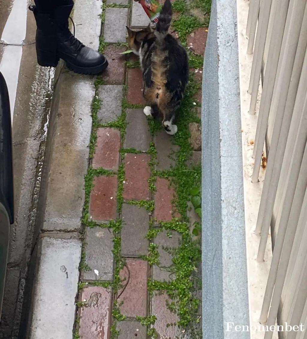 benjamin19 tarafından paylaşılan fotoğraf