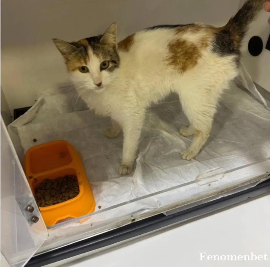 Sevdam56 tarafından paylaşılan fotoğraf