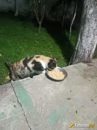 Sokak hayvanı besleme: Minik misafirin karnı doydu