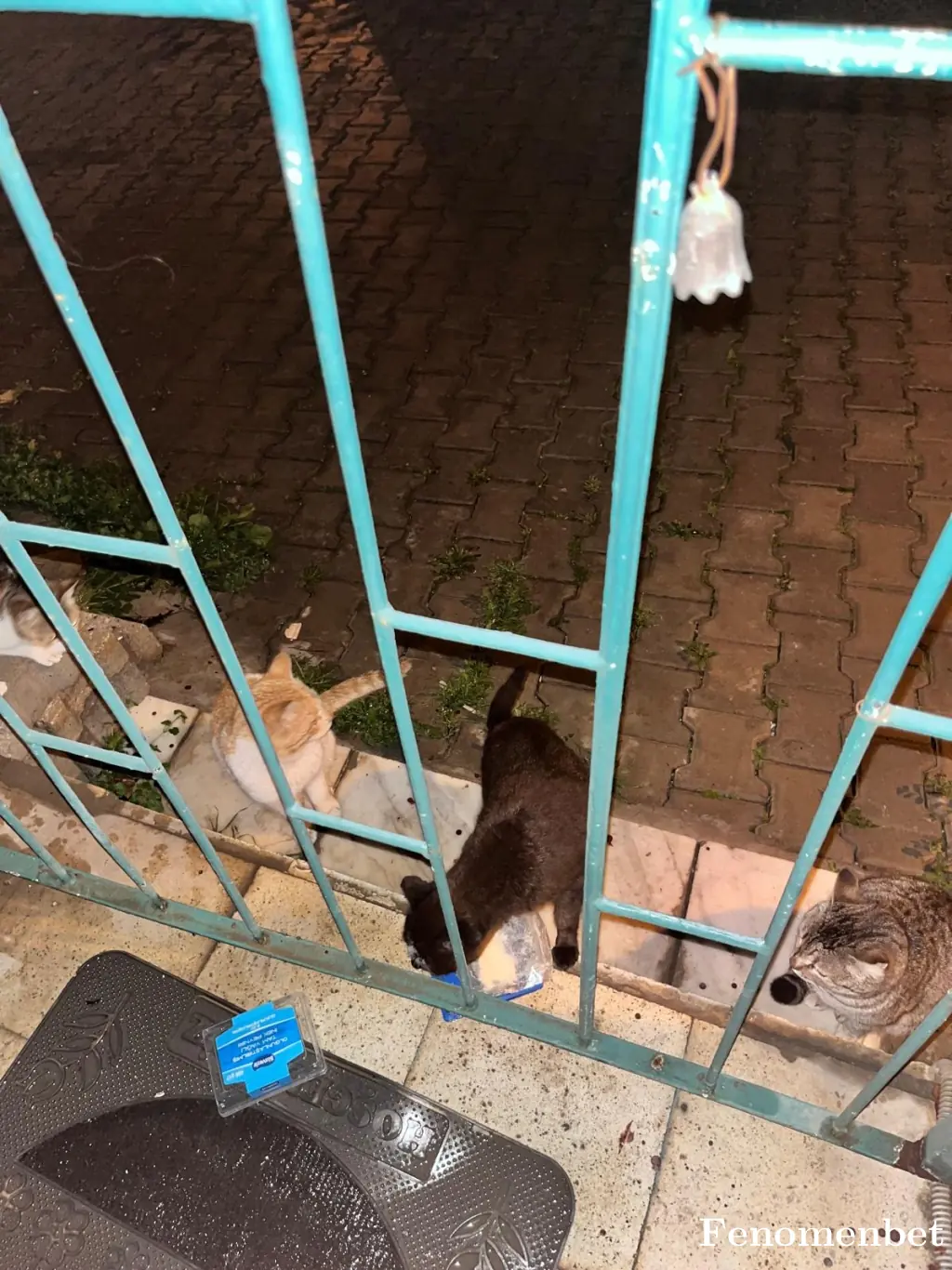 Serretee tarafından paylaşılan fotoğraf