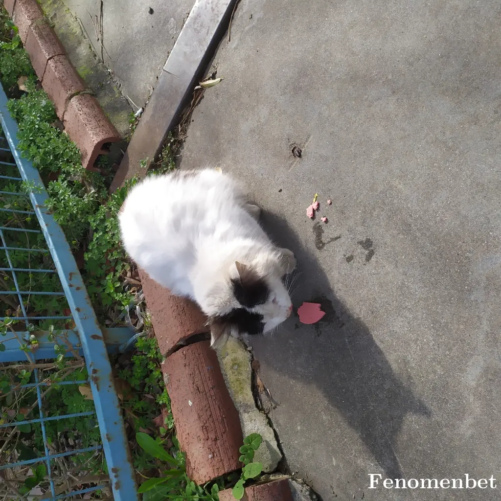 ekoyat tarafından paylaşılan fotoğraf