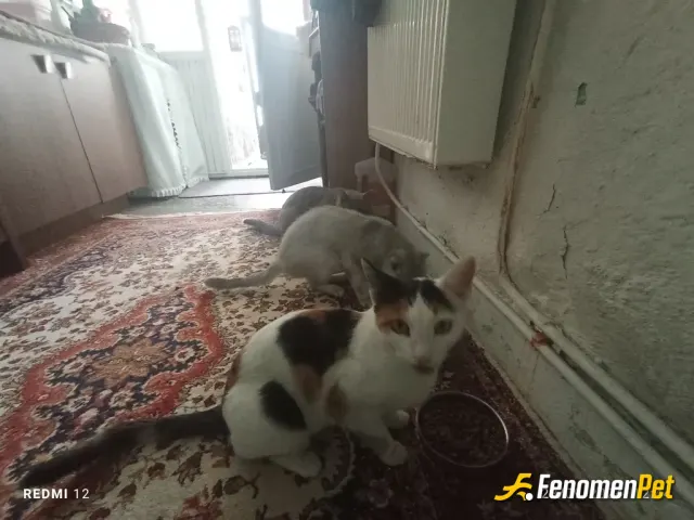 Sokak hayvanı besleme: 5 kedim 1 köpeğim 2 kuşum var. 
Kedilerin 3nü sokaktan yaralı ve hasta halde sahiplendim. Şuan hepsi iyi ve a