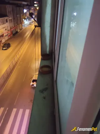 Sokak hayvanı besleme: Kuşlar da hayvan