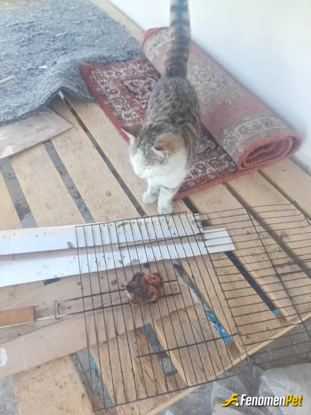 Sokak hayvanı besleme: Mangal yapmıştık kalanları verdım