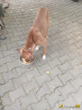 Sokak hayvanı besleme: Köpek beslemeyi seviyorum ancak ev ortamı uygun olmadığı için sokak köpeklerini uygun olduğum sürece besliyoru