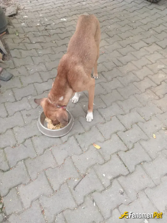 Sokak hayvanı besleme: Köpek beslemeyi seviyorum ancak ev ortamı uygun olmadığı için sokak köpeklerini uygun olduğum sürece besliyoru
