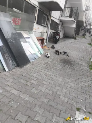 Sokak hayvanı besleme: yuvalarının bulunduğu yere mama koyarak yardımcı oldum