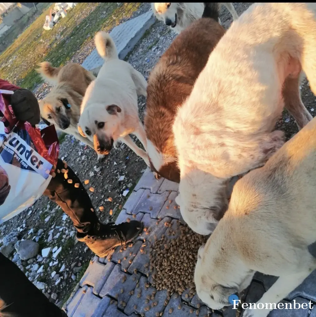 iddalican tarafından paylaşılan fotoğraf