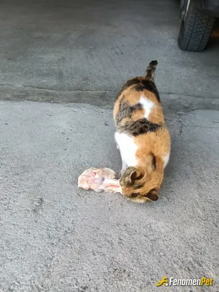 Sokak hayvanı besleme: Tavukçu dükkanında çalışıyorum. Gelen kedi ve köpekler var onları besliyorum #Fenomenbet Pati Dostu
