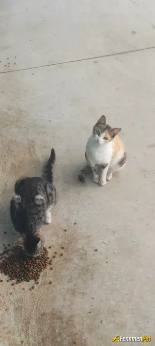 Sokak hayvanı besleme: Sokagimizda bulunan tüm kedilere yardım eli her daim uzatirim