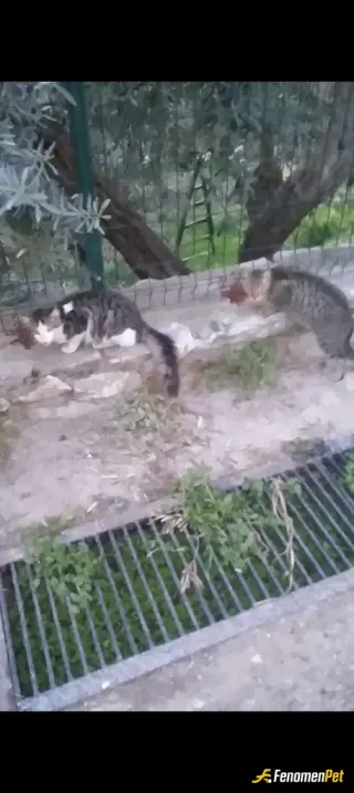 Sokak hayvanı besleme: Normalde video çektim ama atılmıyor her gün besliyorum zatem
