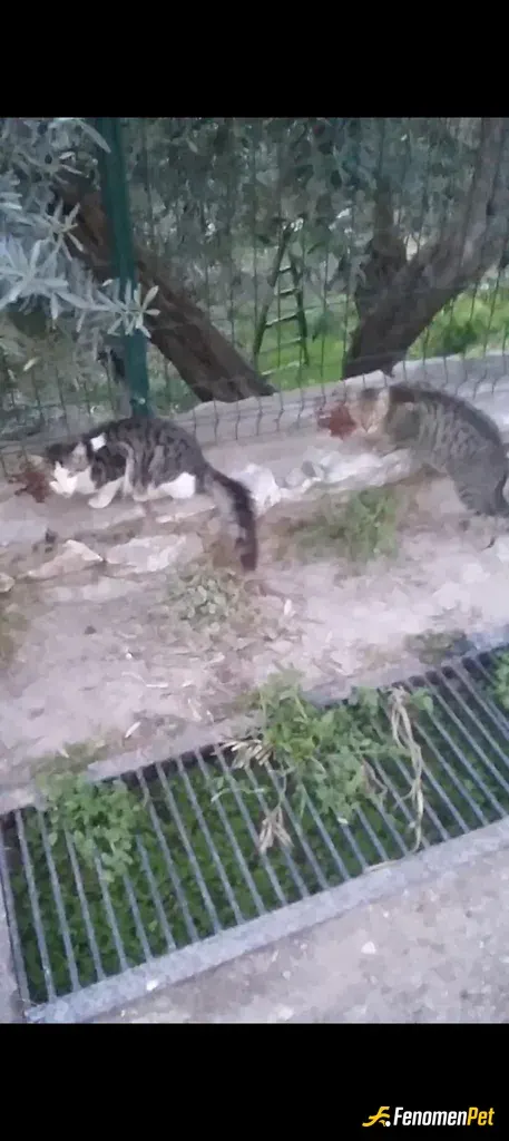 Sokak hayvanı besleme: Normalde video çektim ama atılmıyor her gün besliyorum zatem