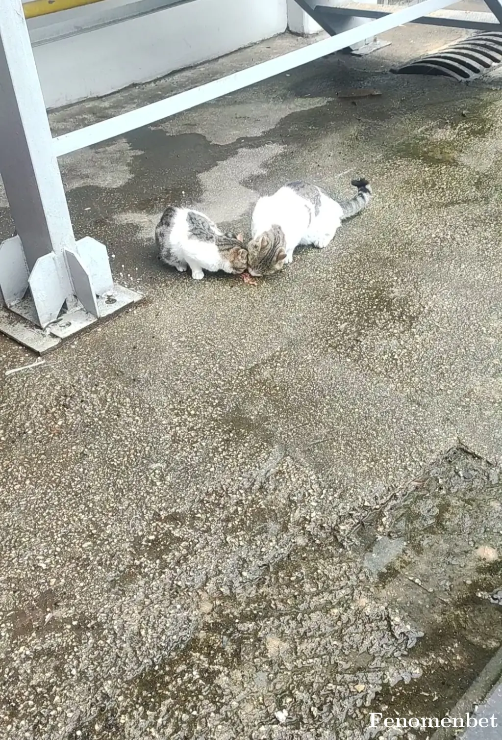 Nightwolffff58 tarafından paylaşılan fotoğraf