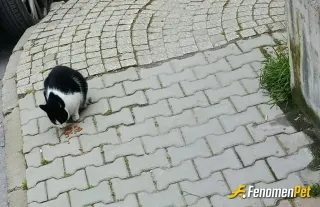 Sokak hayvanı besleme: Yolda gördüğüm kedilere mama bırakıyorum