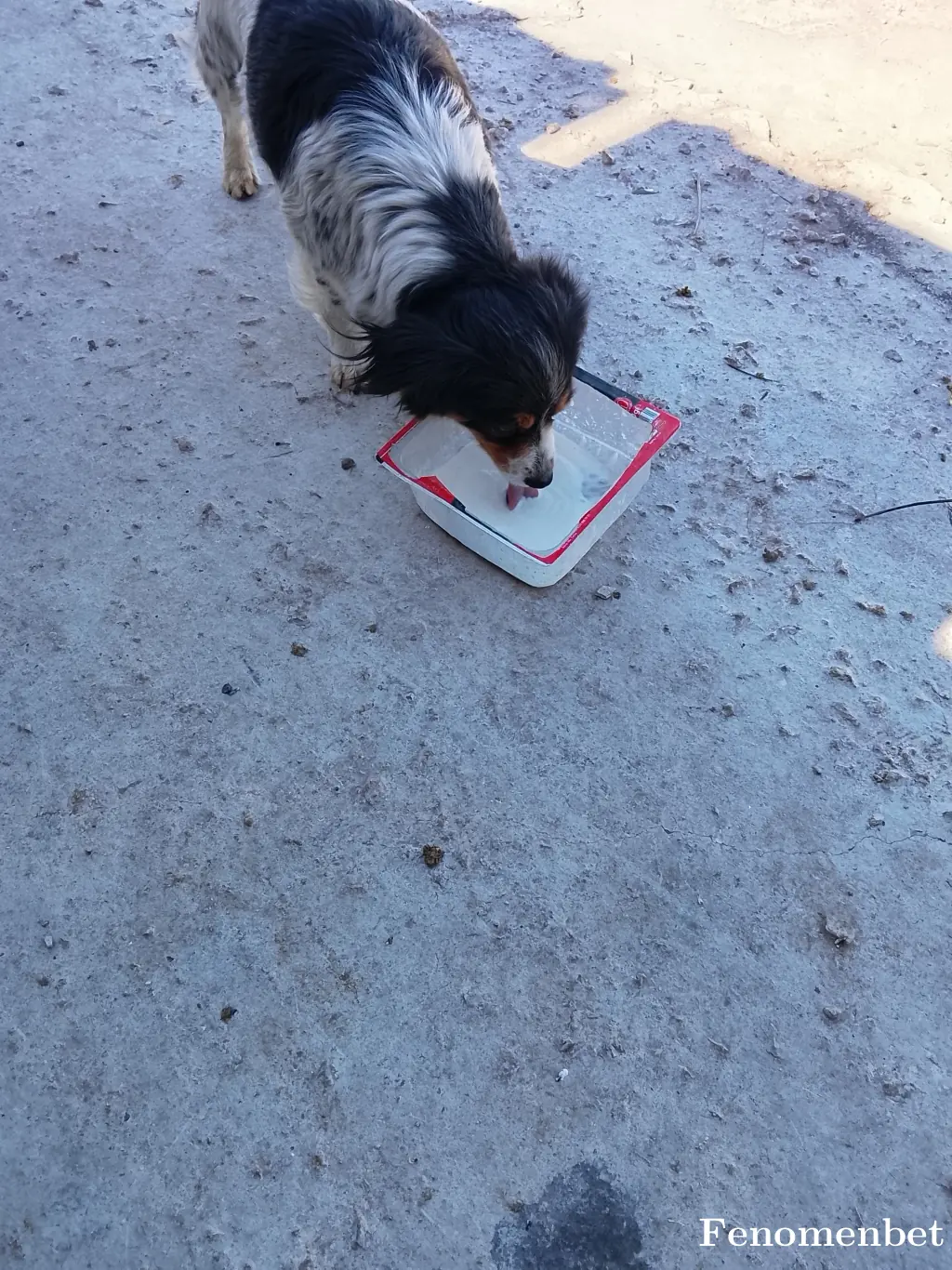 Sago1441 tarafından paylaşılan fotoğraf