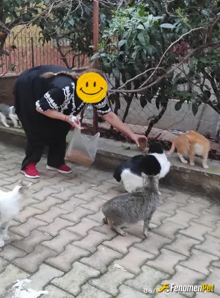 Sokak hayvanı besleme: Fenomenpet Her gün beslediğim çocuklarım 😘😘❤️❤️