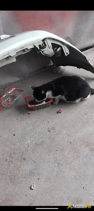 Sokak hayvanı besleme: Surekli dukanimizn onunde kedi kopek besliyoruz