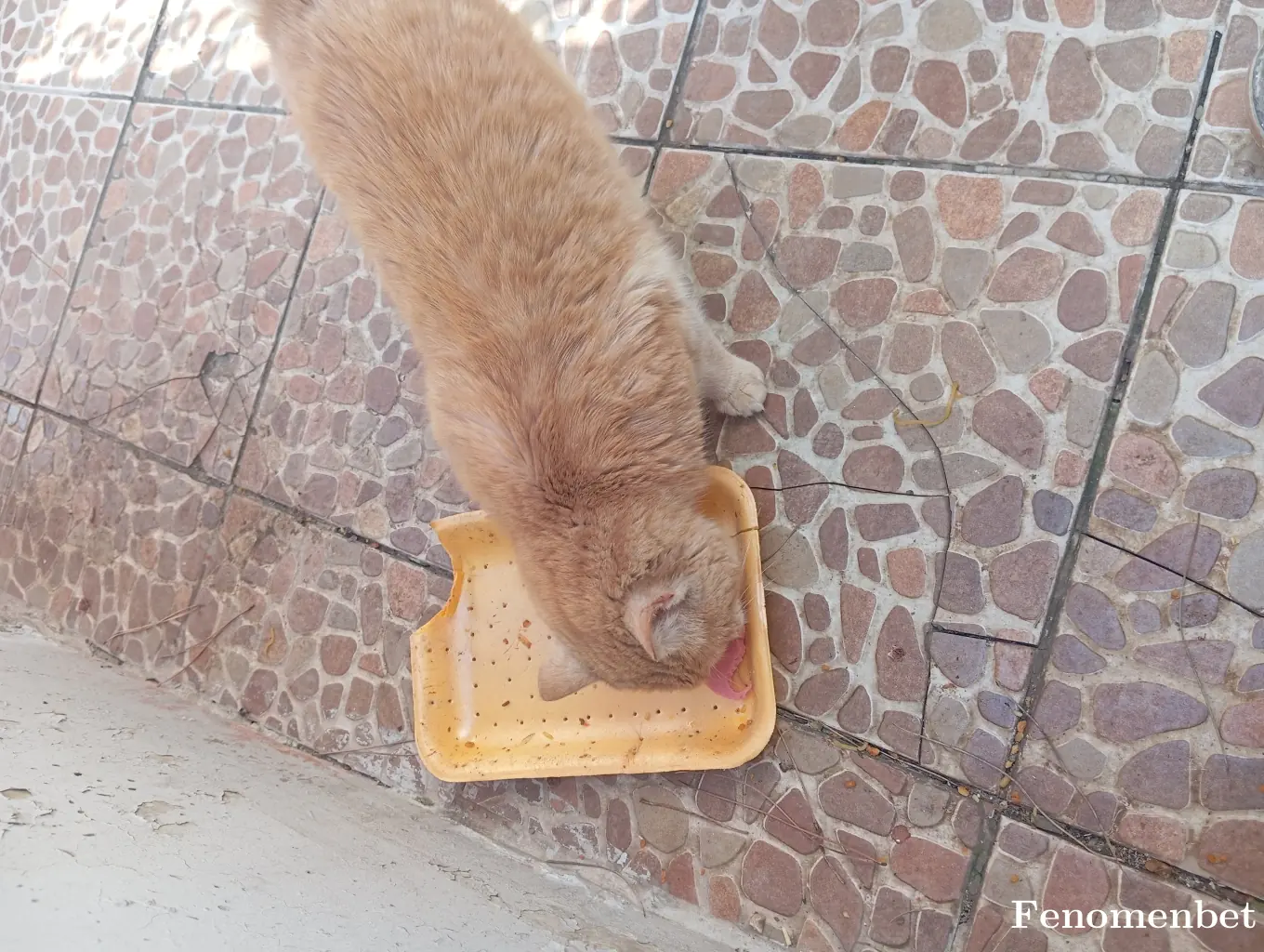 Sevimfiti tarafından paylaşılan fotoğraf