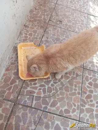 Sokak hayvanı besleme: Sokak hayvanlarınin da cani vardır.