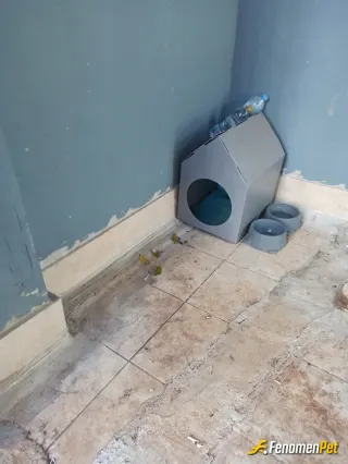 Sokak hayvanı besleme: Hamile olduğu için ona apartmanın altında yagmur almayacak bir yere yuva koydum. Am Abu sabah yerinde değil ☺️