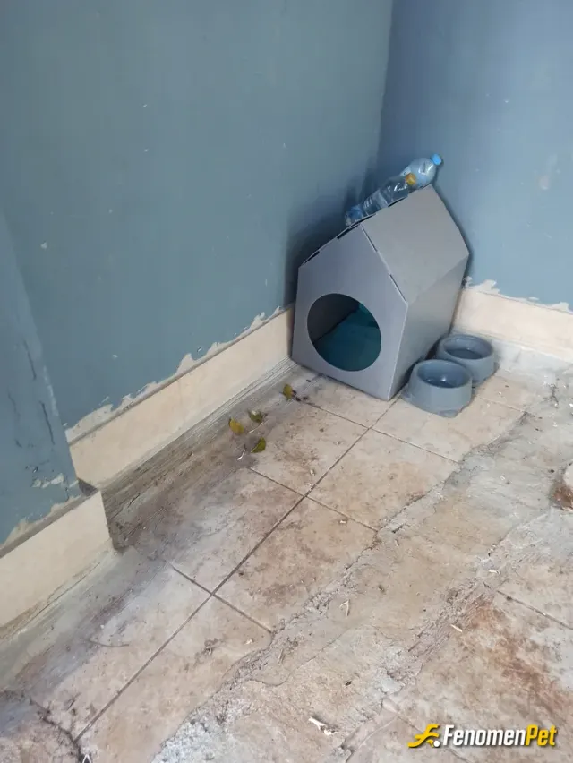 Sokak hayvanı besleme: Hamile olduğu için ona apartmanın altında yagmur almayacak bir yere yuva koydum. Am Abu sabah yerinde değil ☺️