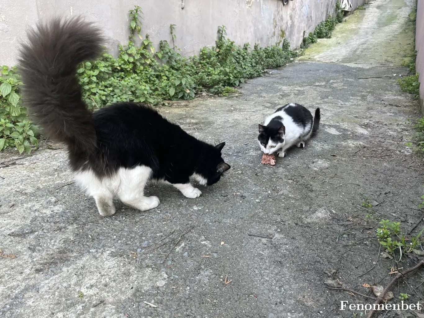bukabazil tarafından paylaşılan fotoğraf