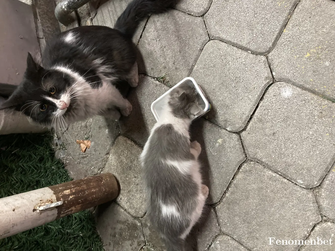 lordsamo tarafından paylaşılan fotoğraf