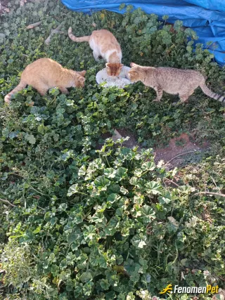 Sokak hayvanı besleme: Küçük misafirler