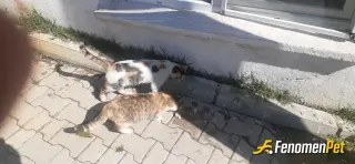 Sokak hayvanı besleme: Resmi cekerken maalesef yasadigim yerde sokaktaki kedi ve kopek sayisinin cok azaldigini farkettim. Kalanlari 