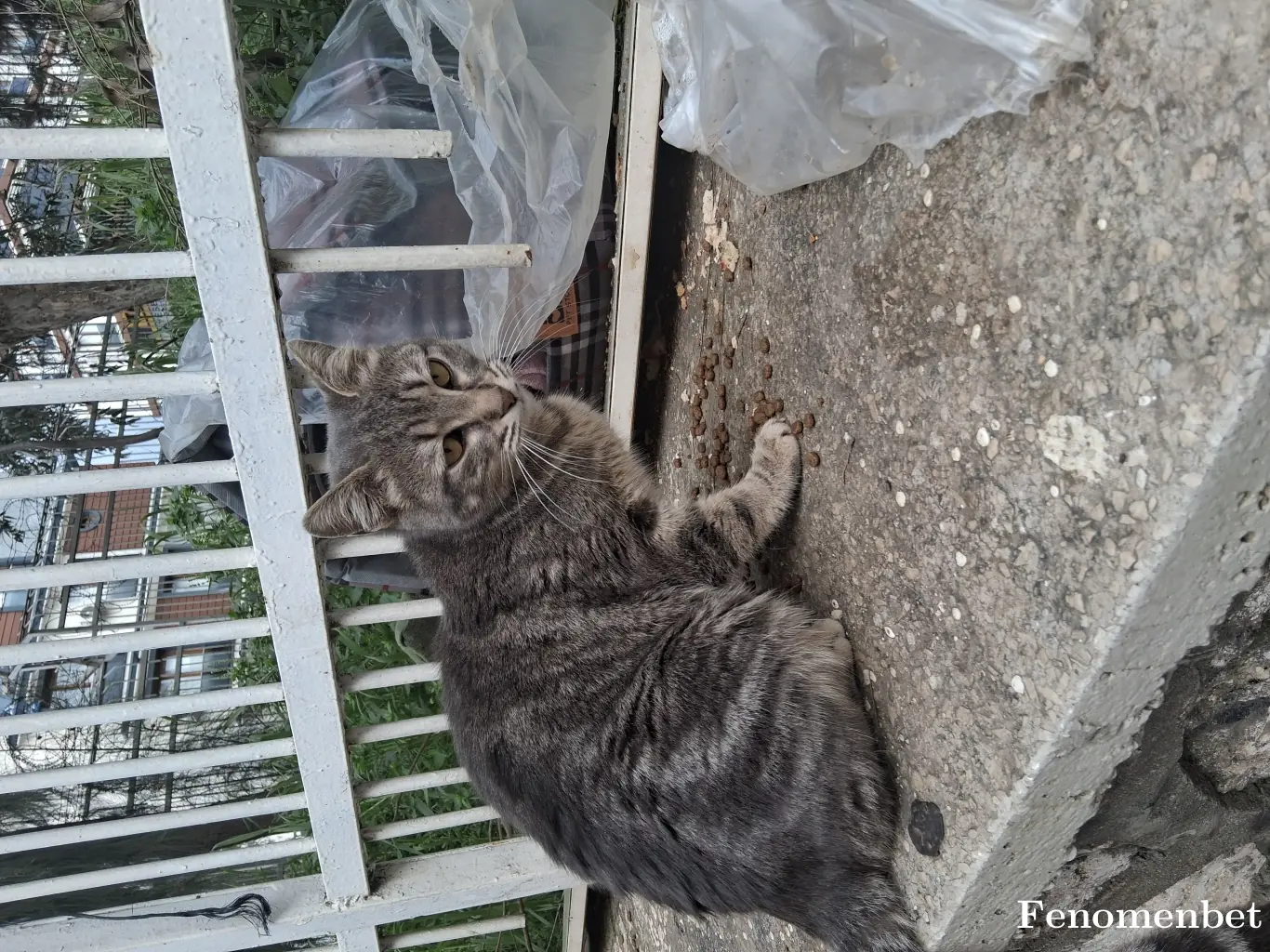 Susoy3673 tarafından paylaşılan fotoğraf